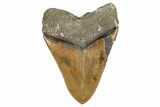 Huge, Fossil Megalodon Tooth - North Carolina #342157-2